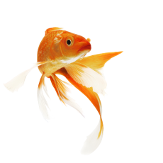 Aquaponie / jezírka 