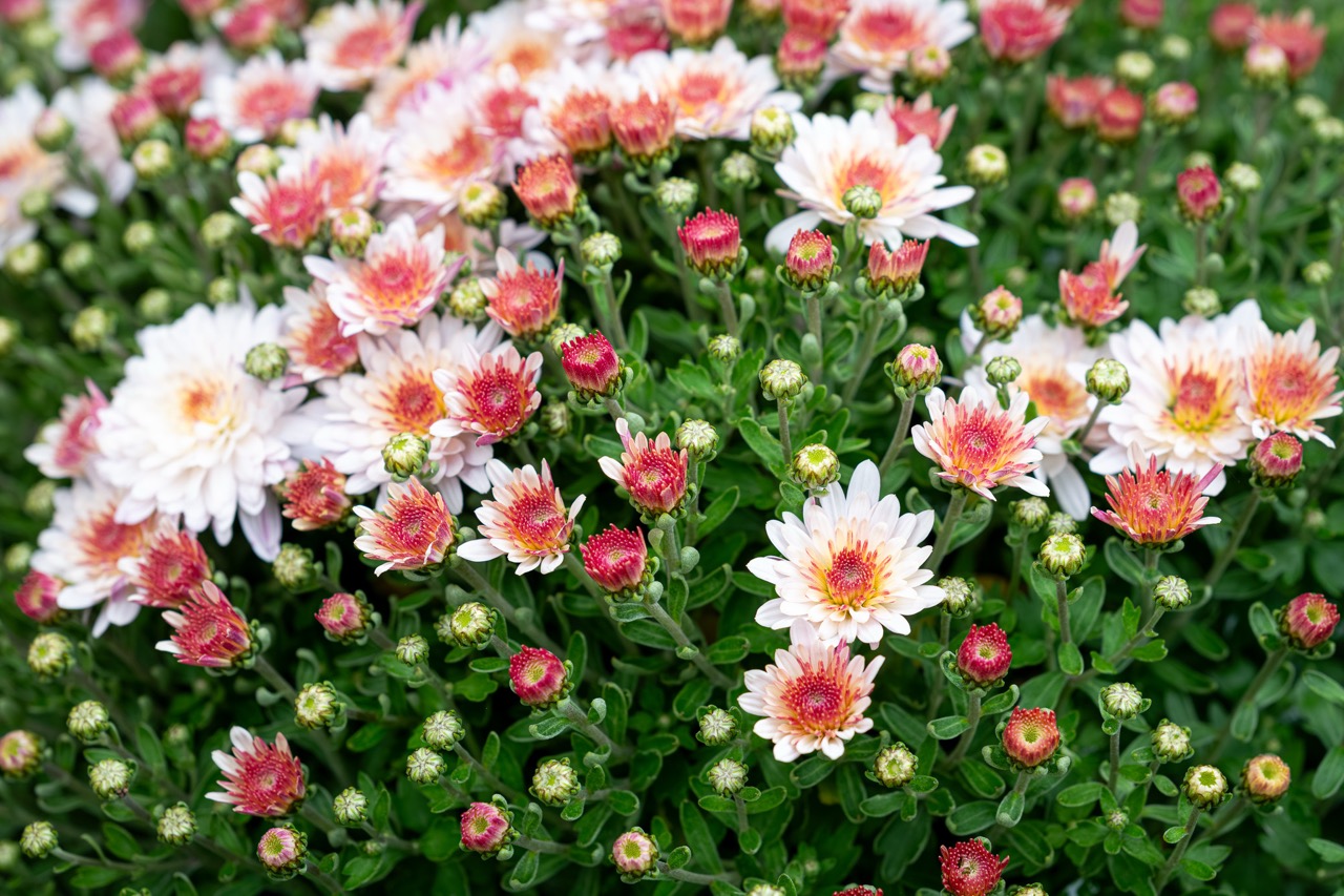 Banner č. 1